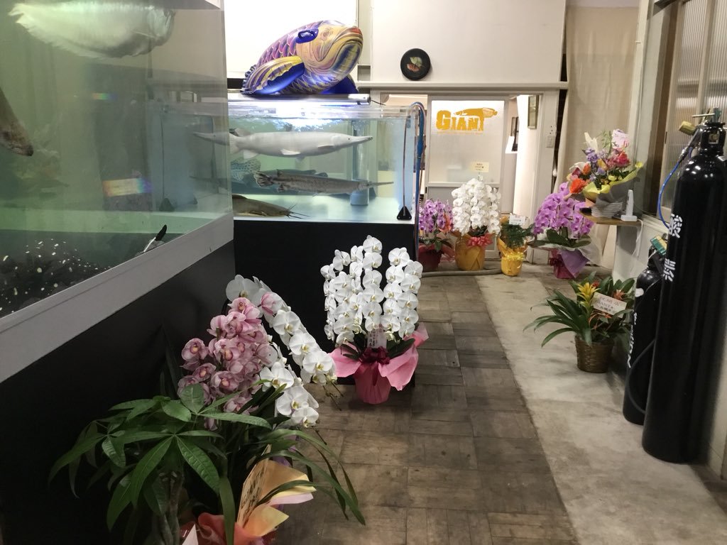 Giant ジャイアント 3月16日オープン致しました プレスリリース 熱帯魚 淡水魚 大型魚専門店 Giant ジャイアント 香川県高松市